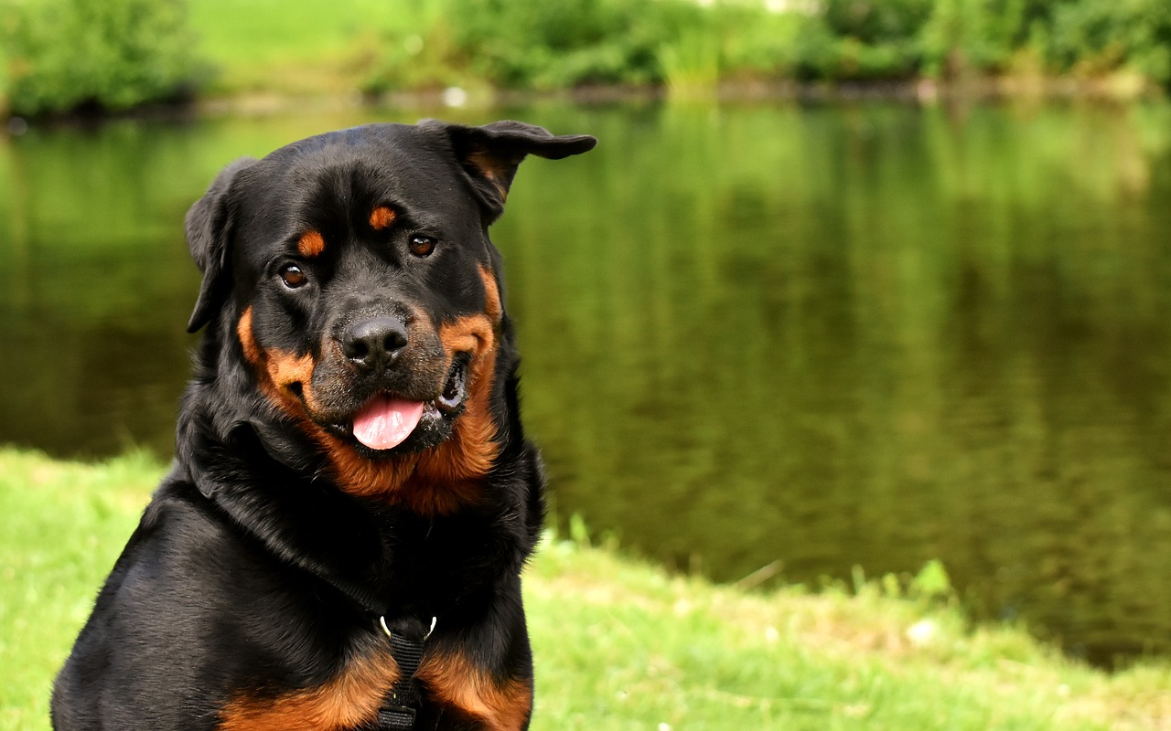 How to Choose Pet-Friendly Parks for Outings